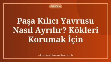 Paşa Kılıcı Yavrusu Nasıl Ayrılır? Kökleri Korumak İçin