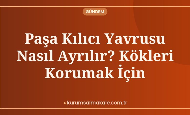 Paşa Kılıcı Yavrusu Nasıl Ayrılır? Kökleri Korumak İçin
